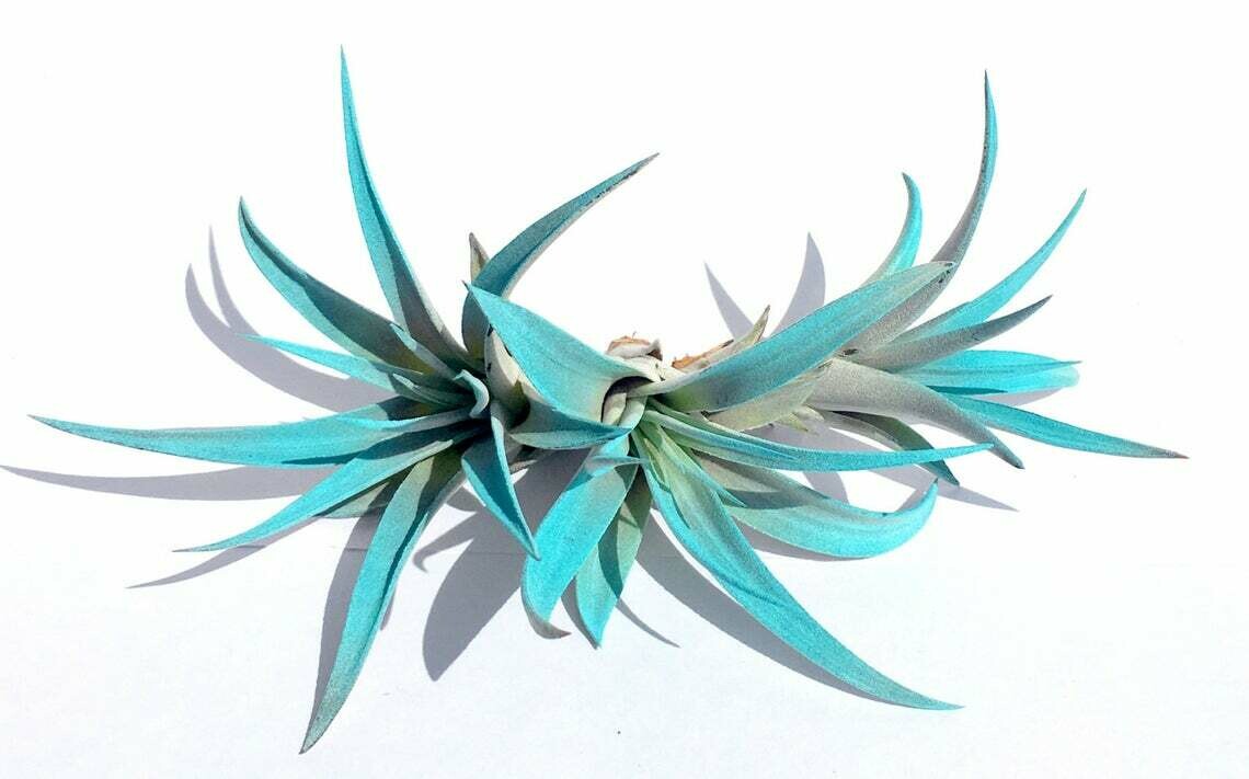 Turquoise Air Plant mix of 3 Airplant, Tillandsia