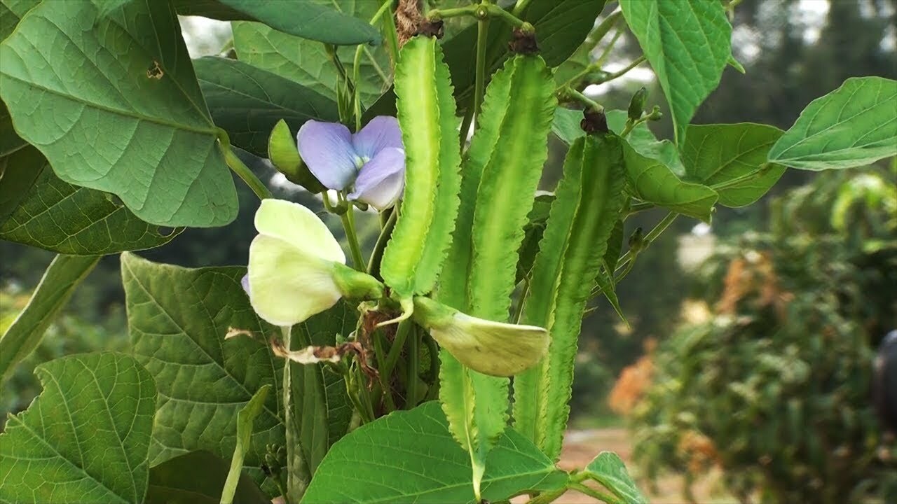 Крылатая Фасоль Семена Купить