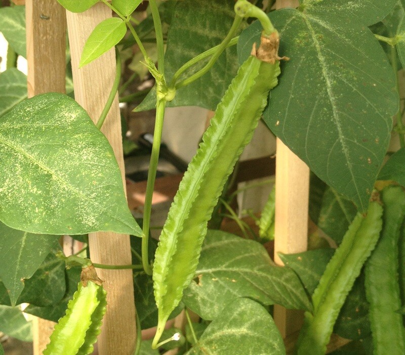 Winged Bean Seeds Hat Dau Rong