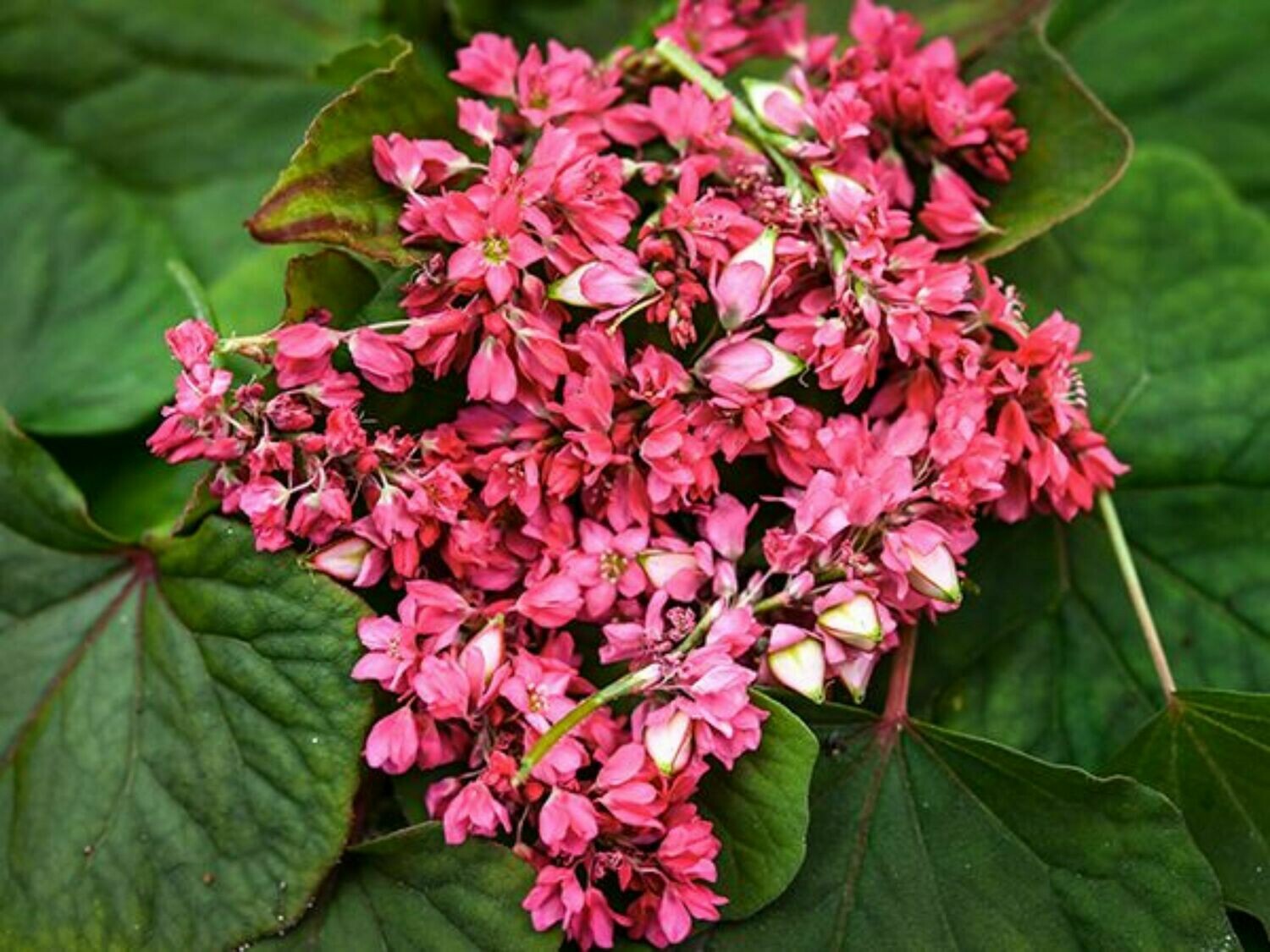 Takane Ruby Buckwheat Flower