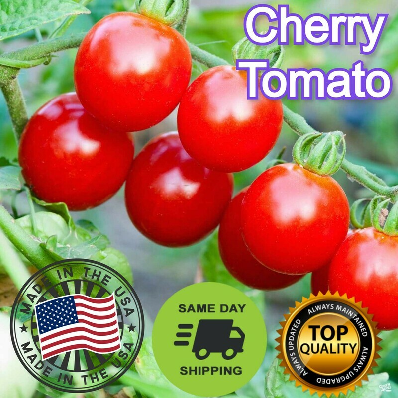 Cherry Tomato Seed Ca Chua Bi