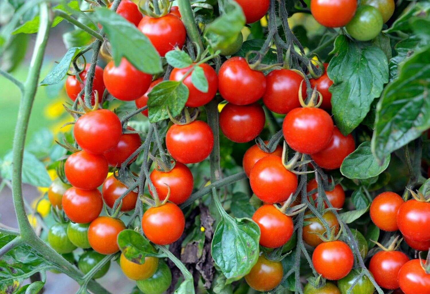 Cherry Tomato Seed Ca Chua Bi