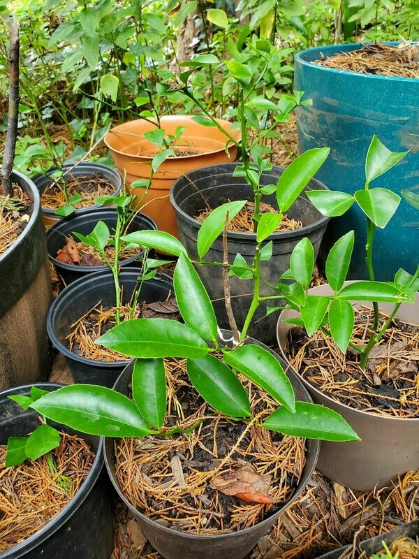 Lime Tree Citrus Green lemon Plant Cay Chanh