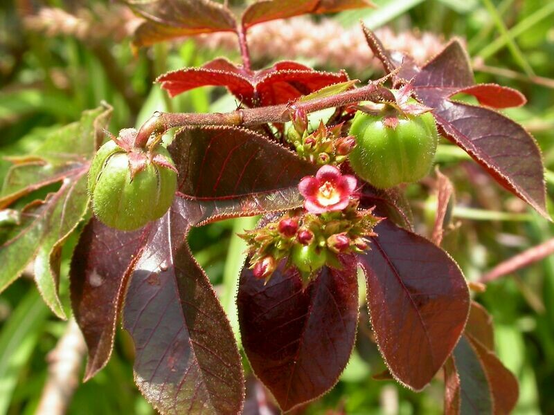 Tua Tua Frailecillo planta Jatropha gossypiifolia