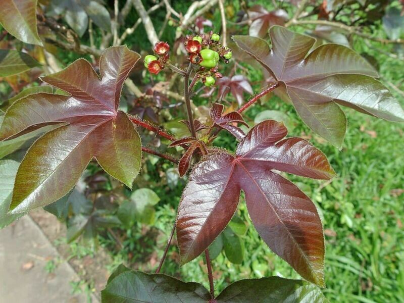 Tua Tua Frailecillo planta Jatropha gossypiifolia