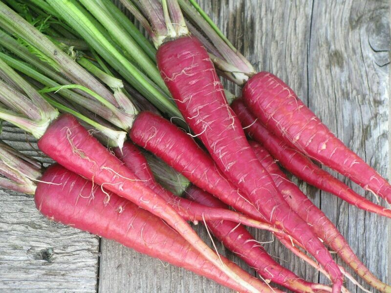 PURPLE DRAGON CARROT Seeds