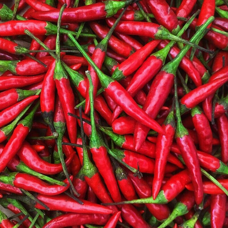 Thai Chili Hot pepper Seeds bird's eye ớt chỉ thiên