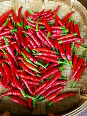 Thai Chili Hot pepper Seeds bird's eye ớt chỉ thiên