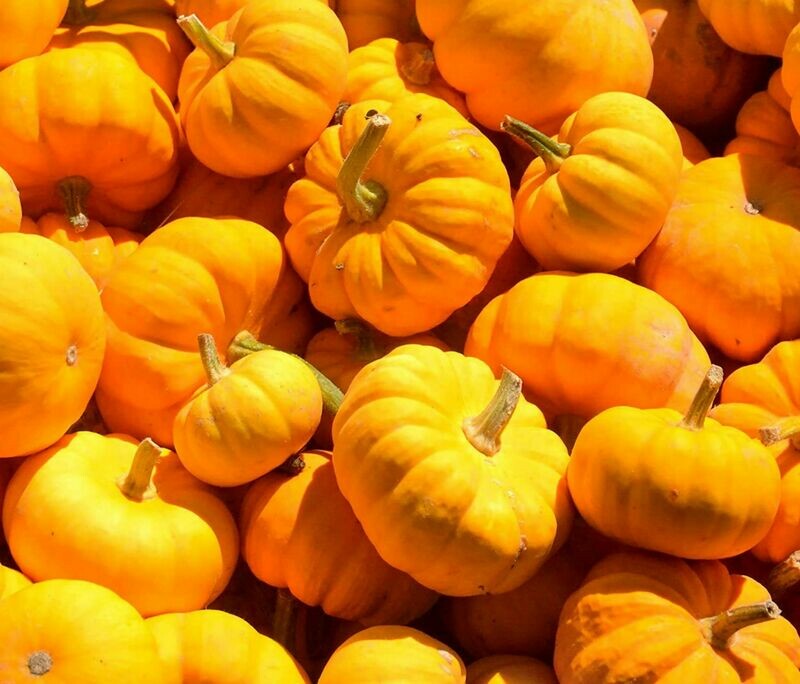 jack be little Squash Pumpkin
