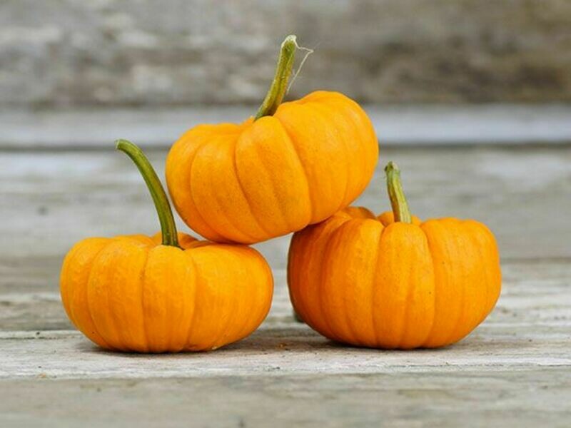 jack be little Squash Pumpkin