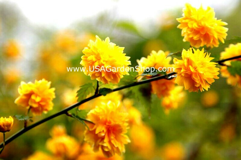 Kerria Double Flowering Japanese Rose Cuttings
