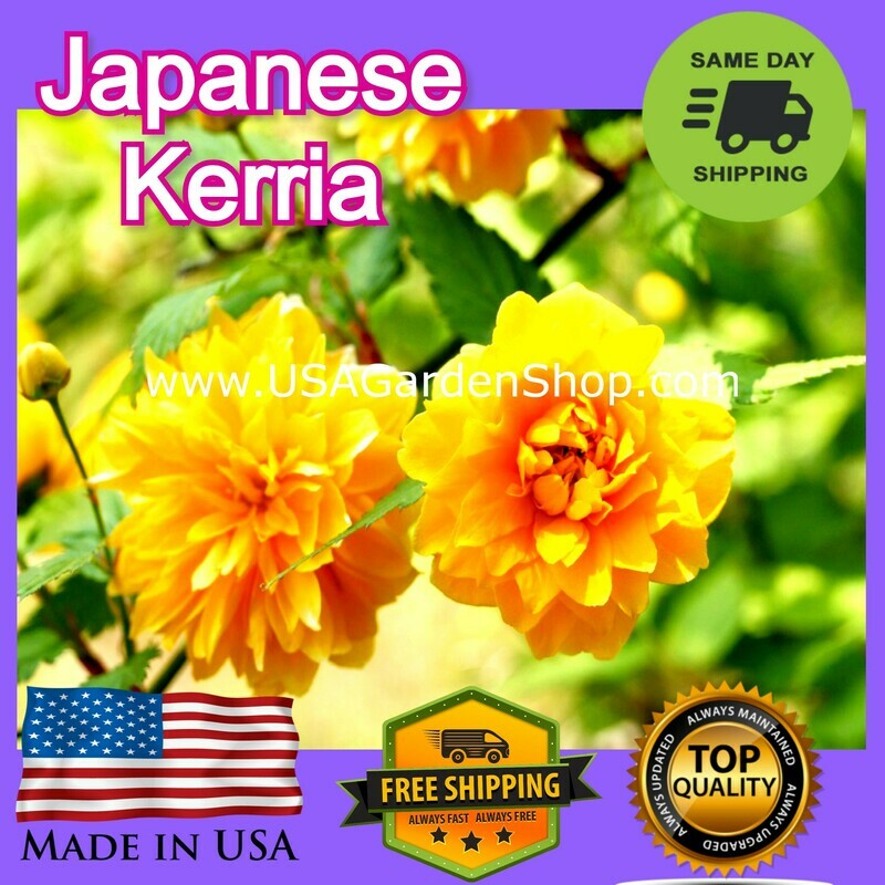 Kerria Double Flowering Japanese Rose Cuttings