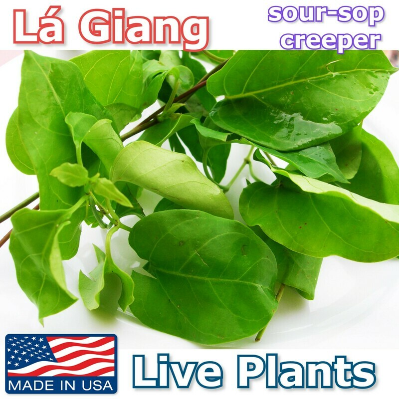 LA GIANG River Leaf Sour-Sop Creeper