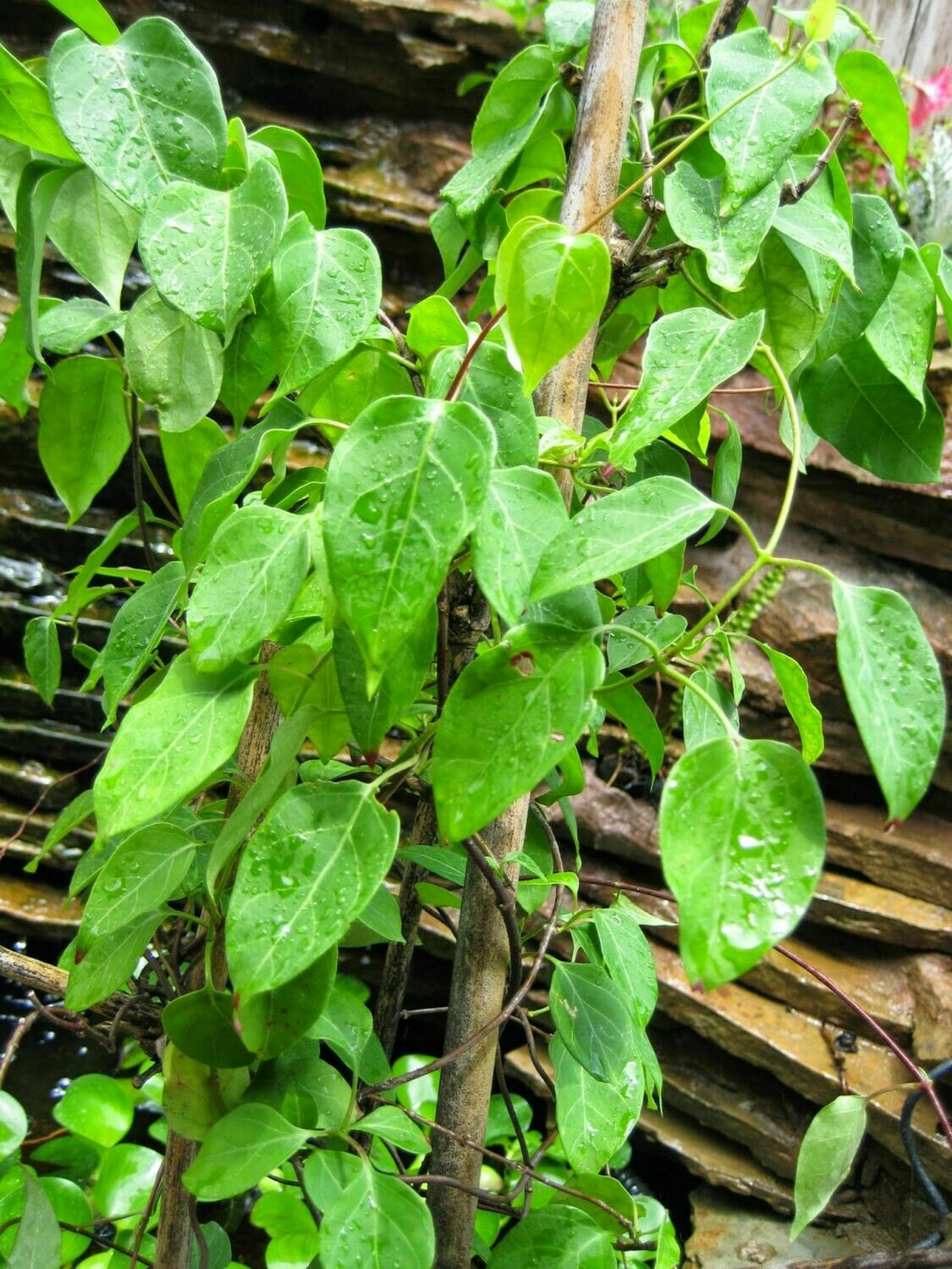 LA GIANG River Leaf Sour-Sop Creeper