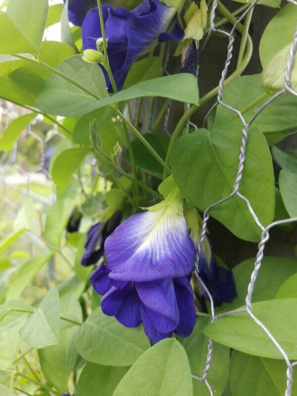 Butterfly peas Clitoria Ternatea Pigeonwings 