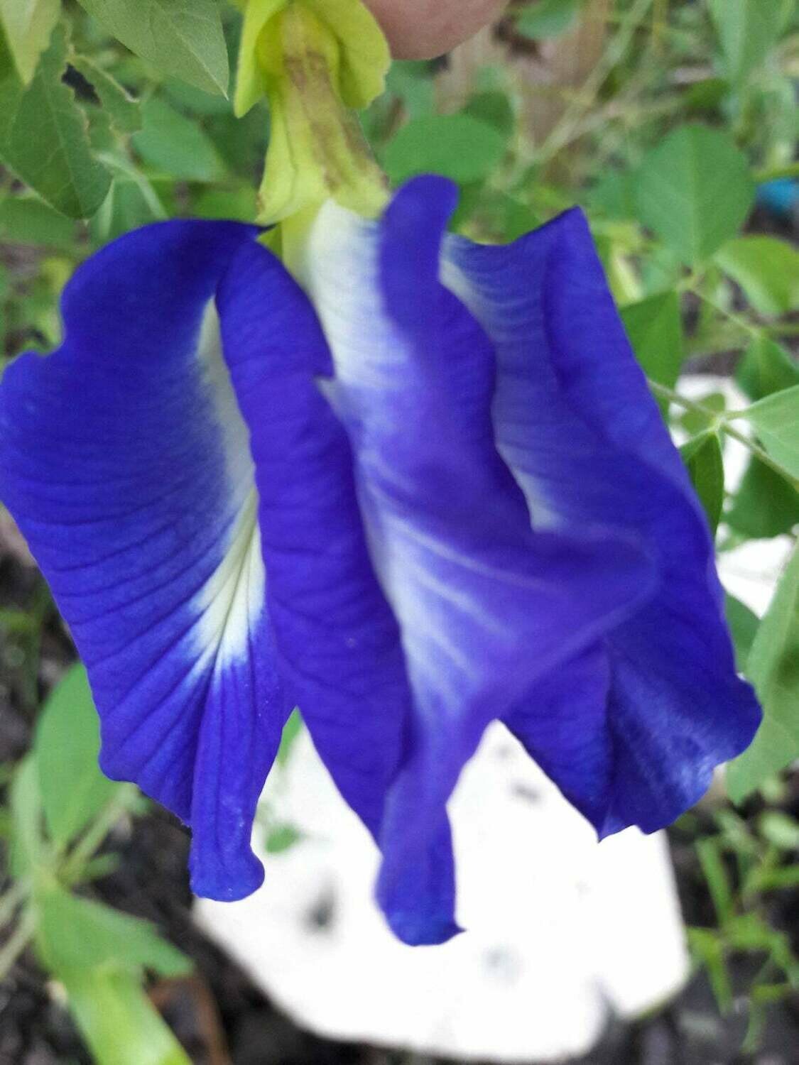 Butterfly peas Clitoria Ternatea Pigeonwings 