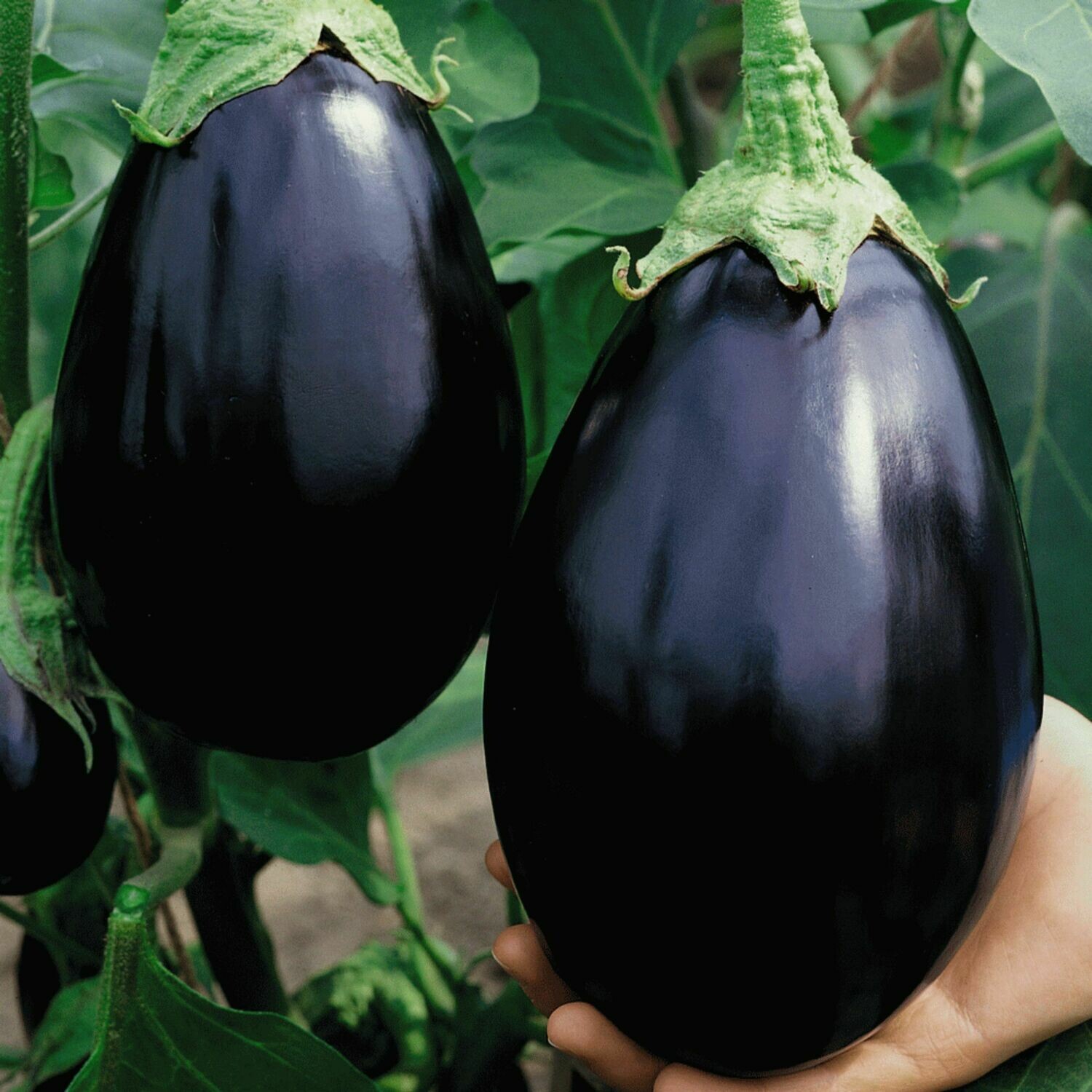 Eggplant seeds Black Beauty Eggplant Dark Purple