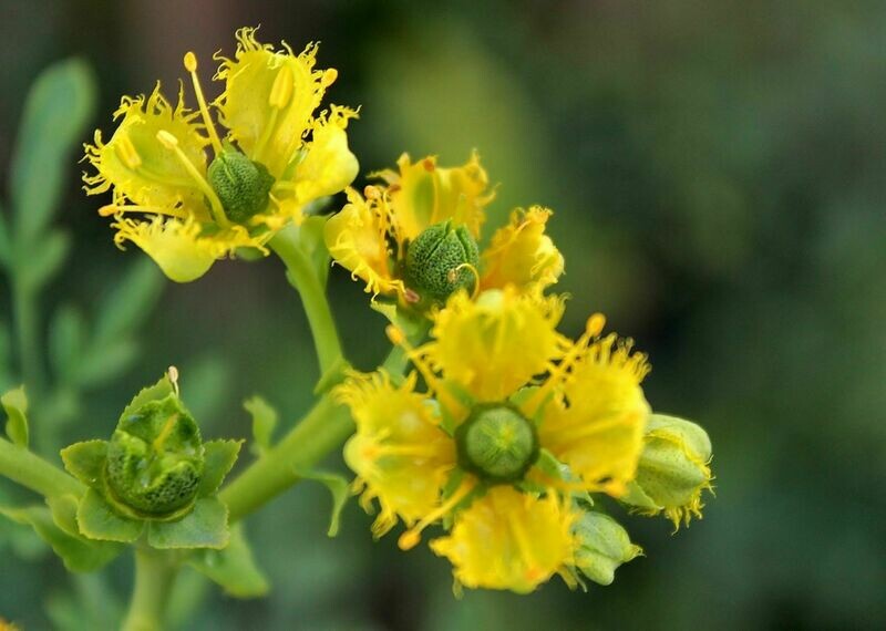 Ruda Plant, Rue Ruta graveolens herb plant and seeds