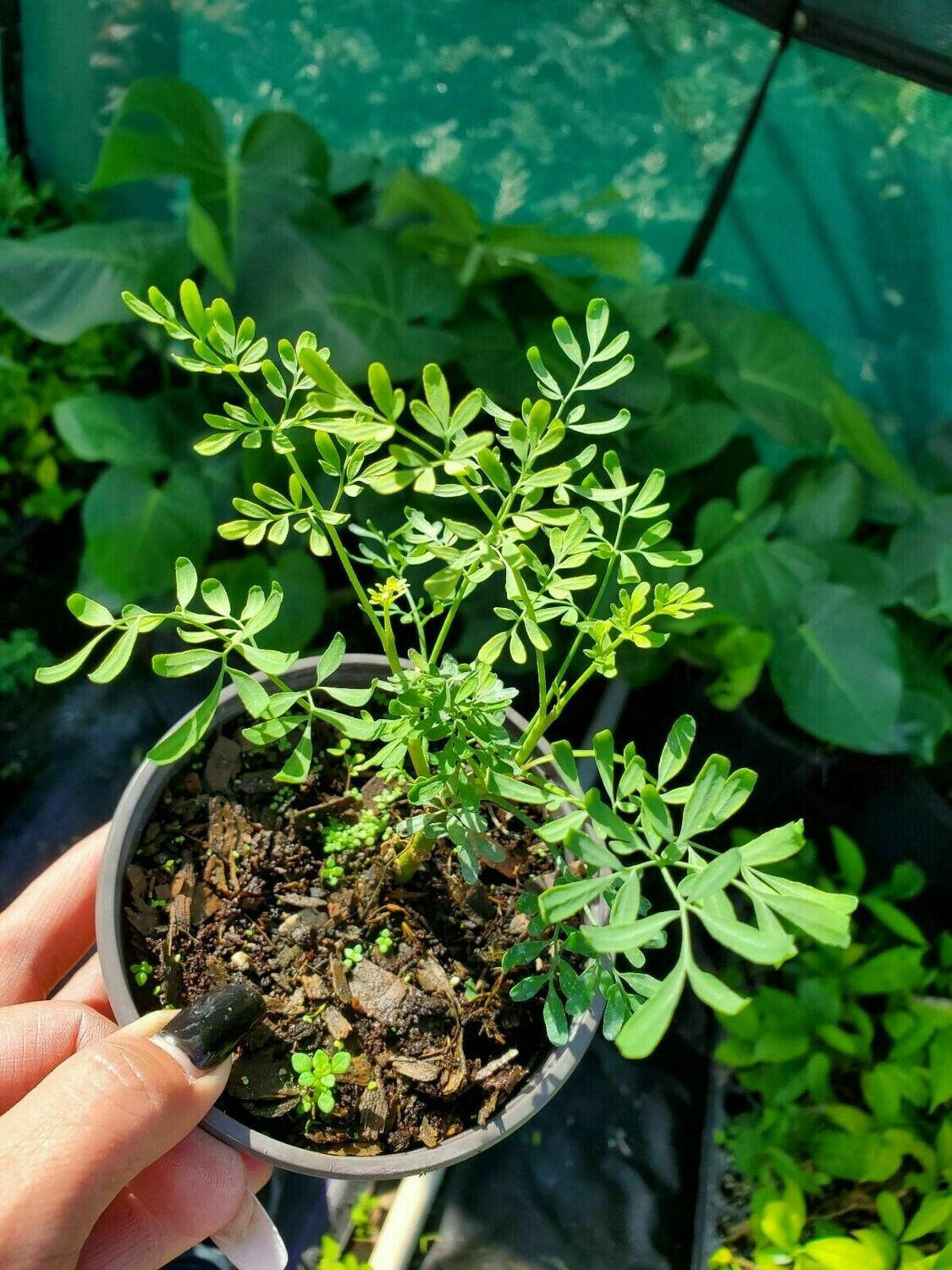 Ruda Plant, Rue Ruta graveolens herb plant and seeds