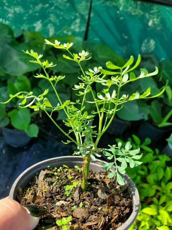 Ruda Plant, Rue Ruta graveolens herb plant and seeds