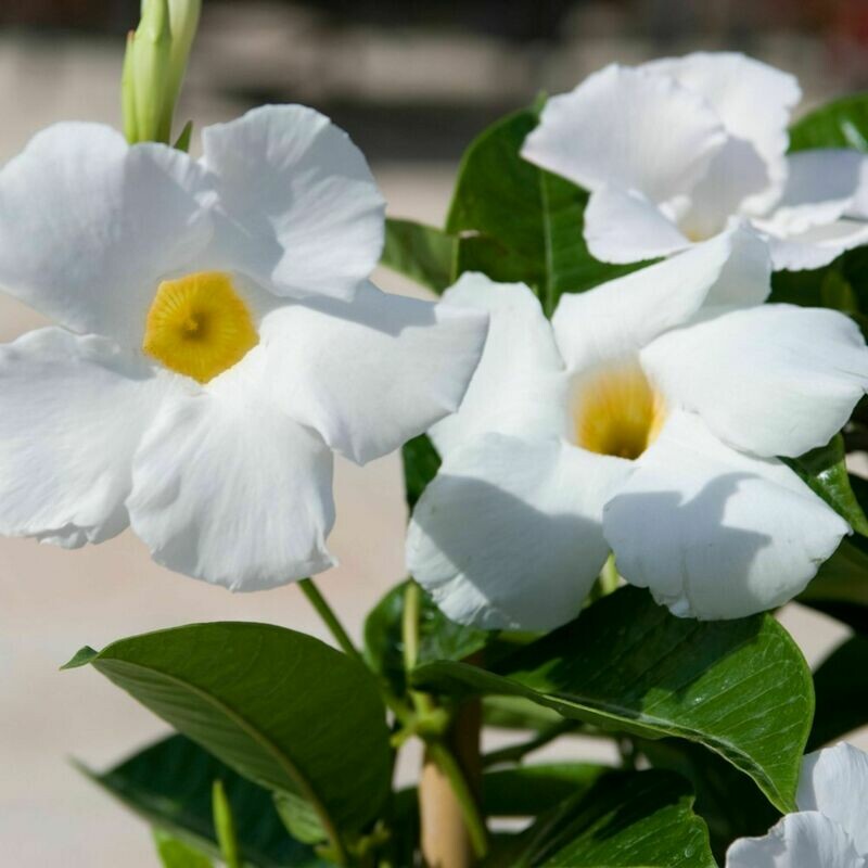 Mandevilla vine Rocktrumpet
