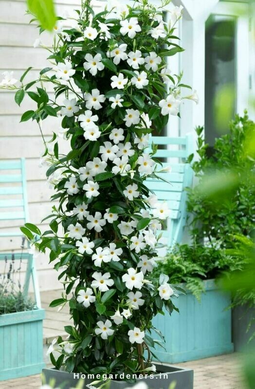 Mandevilla vine Rocktrumpet