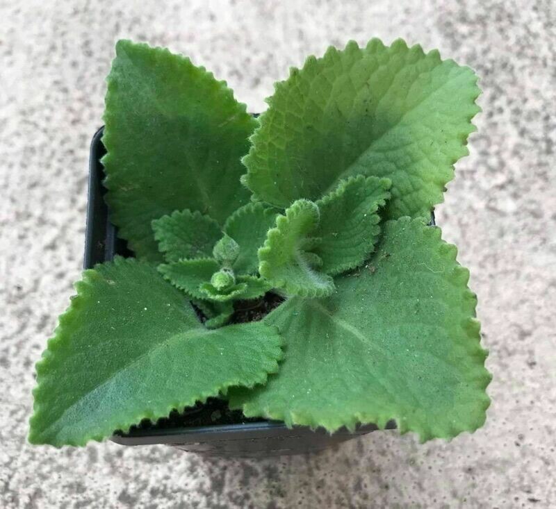 Mexican mint cuban oregano hung chanh