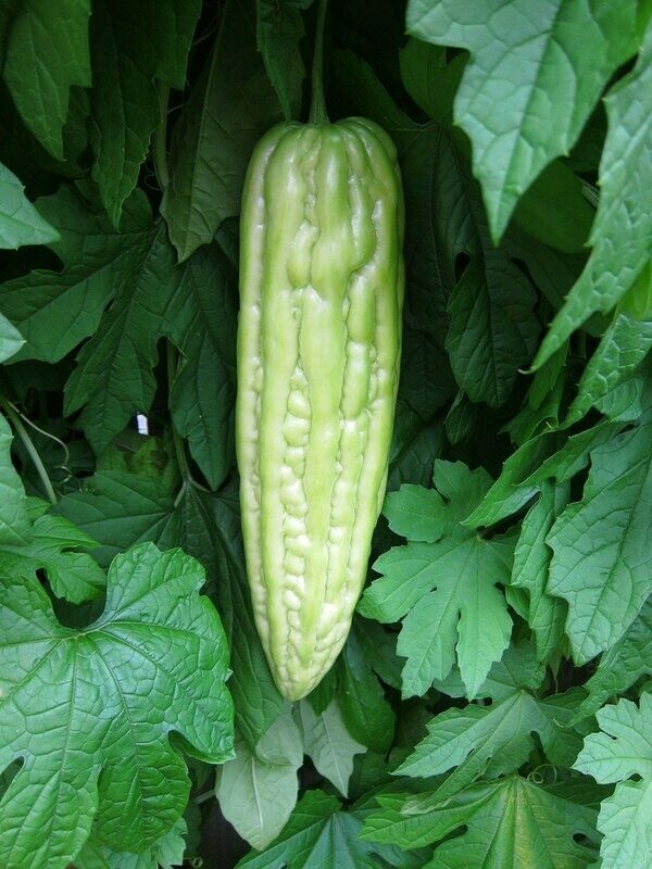 Bitter gourd seeds/Bitter melon/ Karela/ Balsam apple-pear