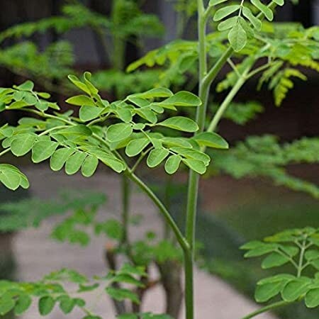 Moringa oleifera cay chum ngay