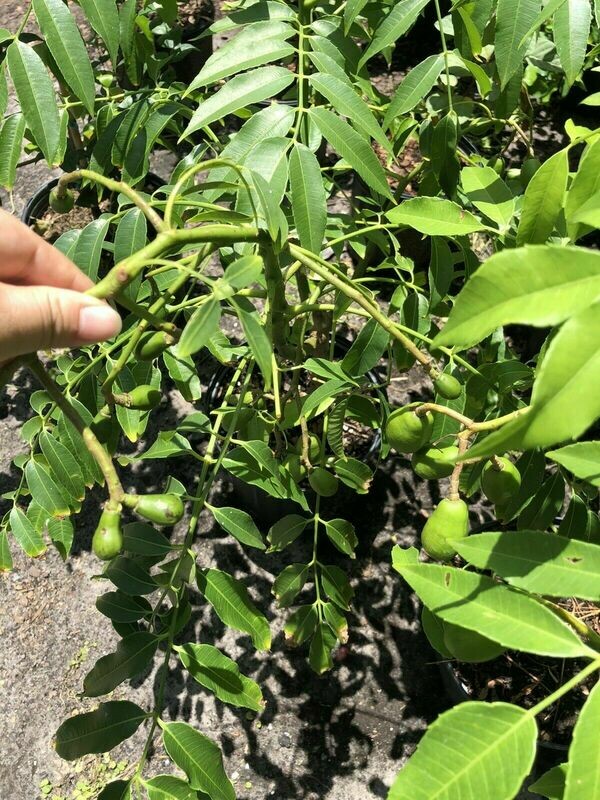June Plum Ambarella Spondias mombin tree