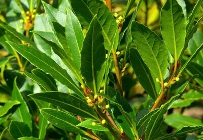 Bay Leaf Tree Bay Laurel Sweet Bay Laurus nobilis