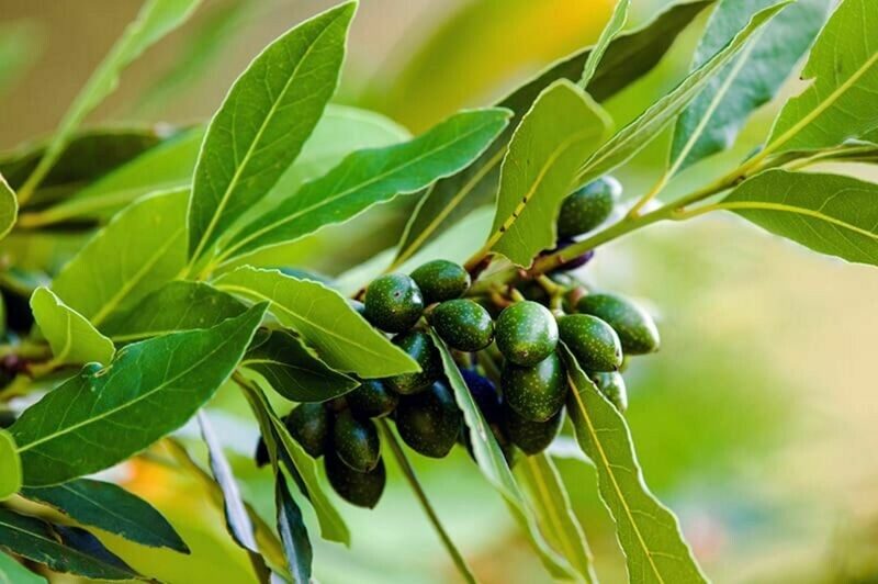 Bay Leaf Tree Bay Laurel Sweet Bay Laurus nobilis