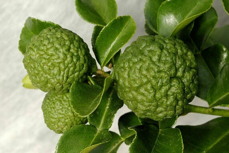 Kaffir lime tree  Makrut Thai Lemon Chanh so 8