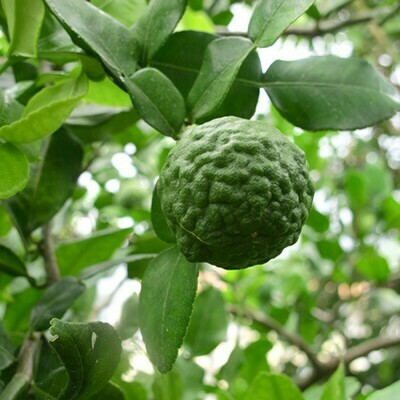 Kaffir lime tree  Makrut Thai Lemon Chanh so 8