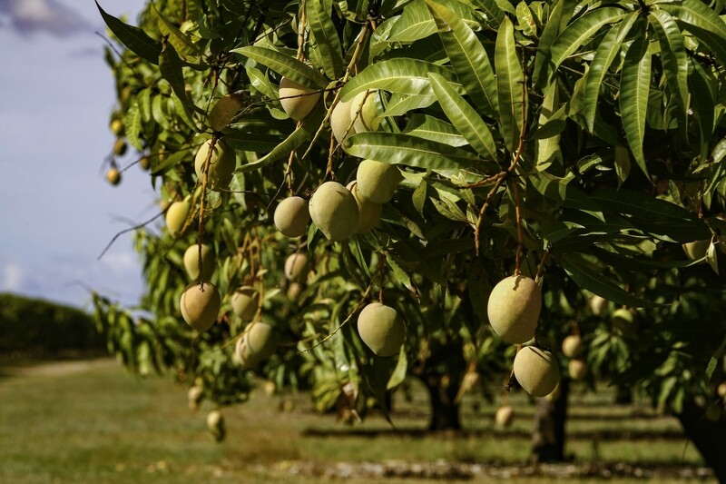 Yellow Mango Tropical Fruit Tree Plant Cay Xoai