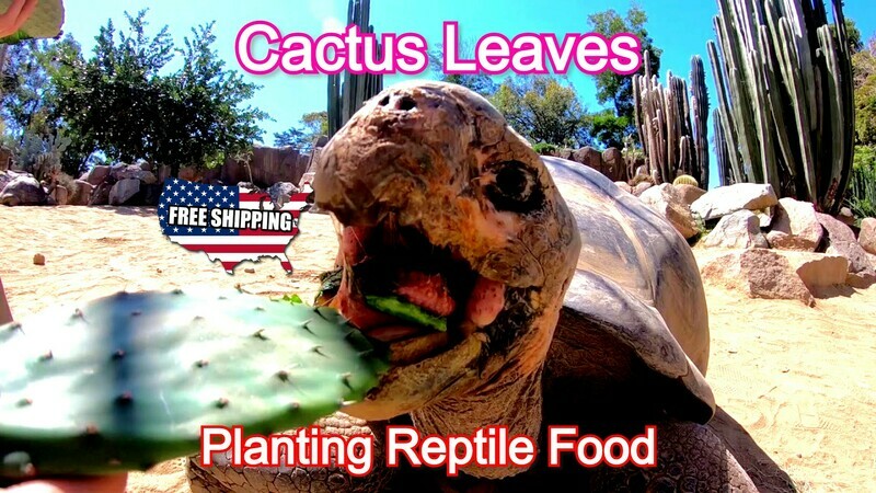 Tortoise Cactus Xuong Rong