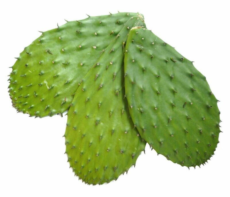 Tortoise Cactus Xuong Rong
