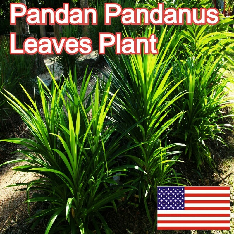 Pandanus amaryllifolius Pandan leaf Cay La Dua