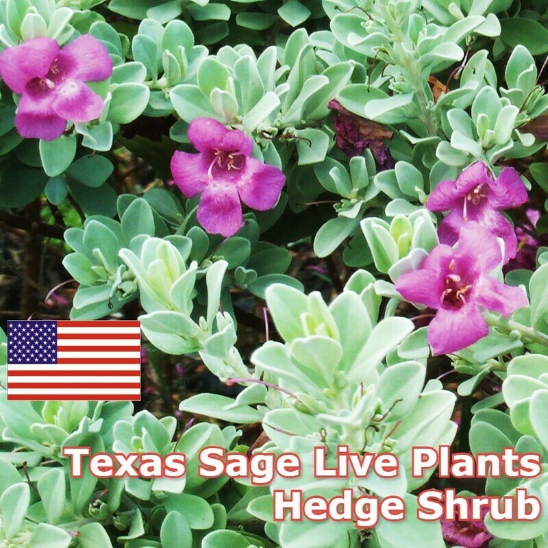 Sage Tree Texas Sage bush