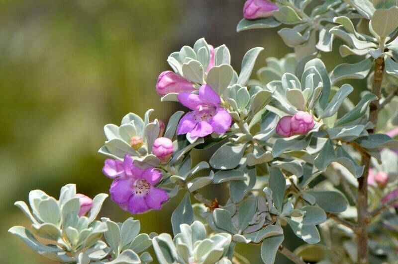 Sage Tree Texas Sage bush