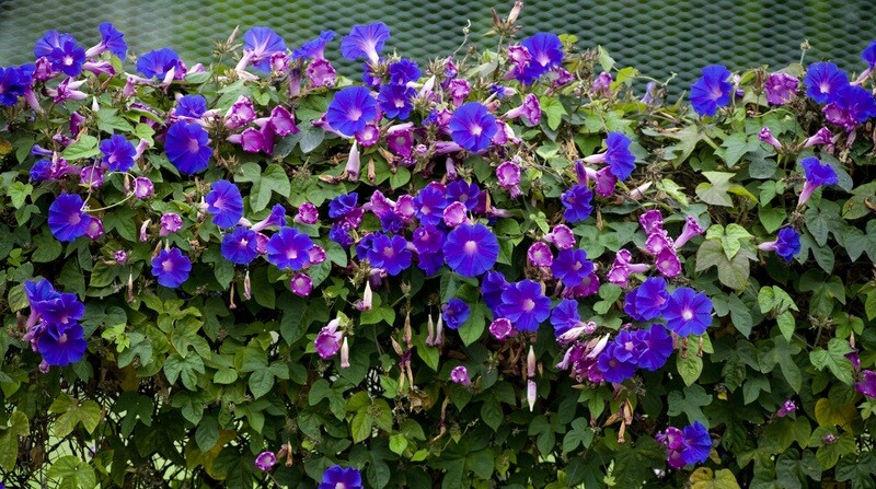 Morning Glory Seeds Heavenly Mix color