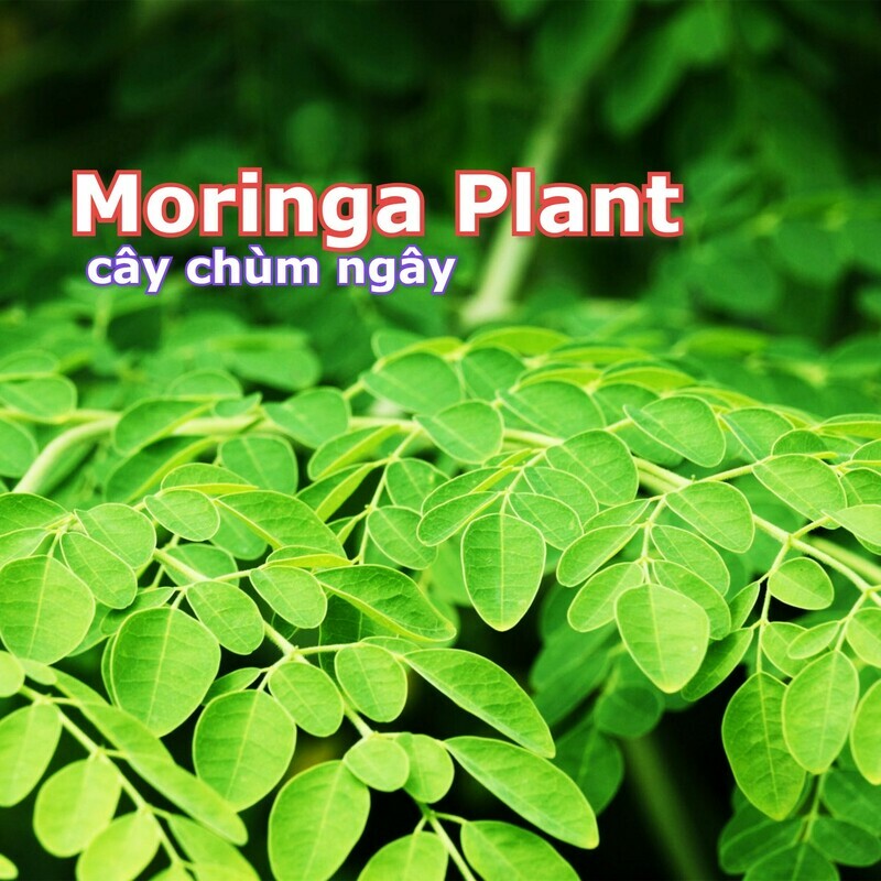 Viable Moringa drumstick tree Chum Ngay