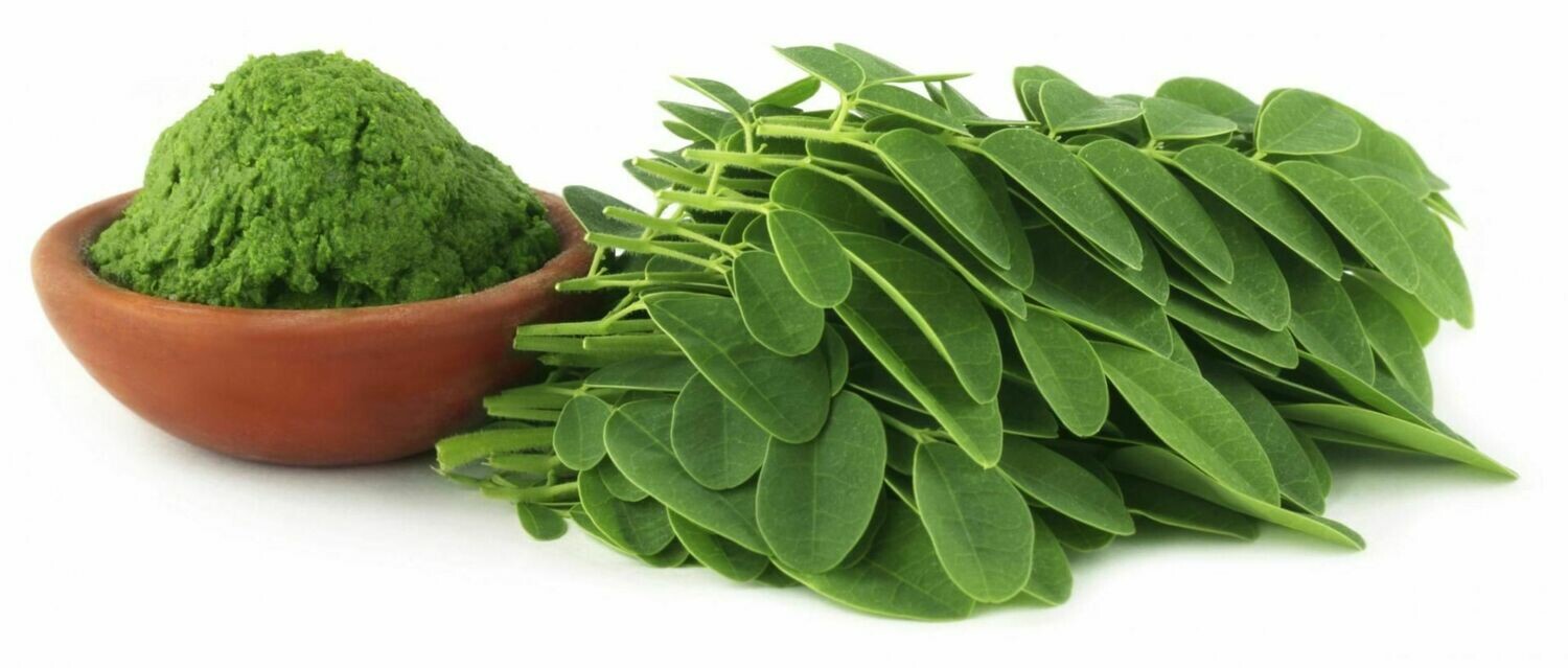 Viable Moringa drumstick tree Chum Ngay
