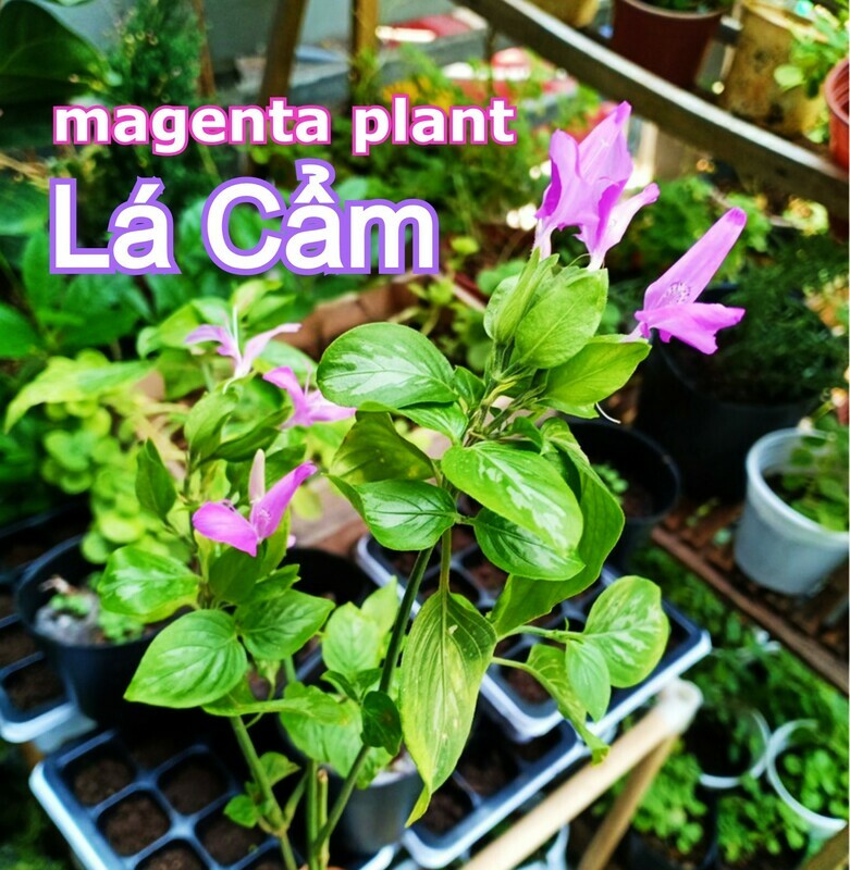 Magenta Leaf Plant Peristrophe roxburghiana Cay La Cam