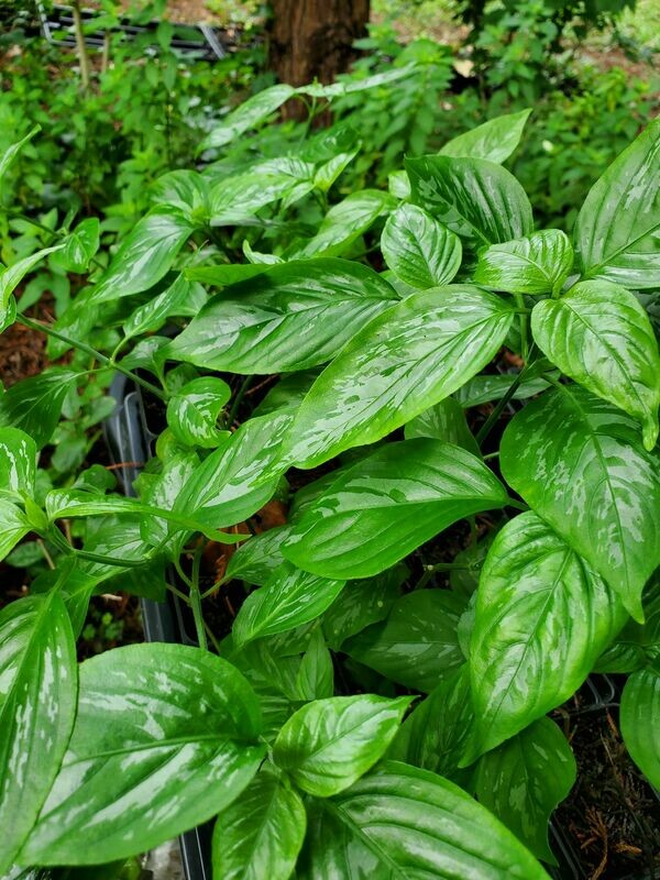Magenta Leaf Plant Peristrophe roxburghiana Cay La Cam