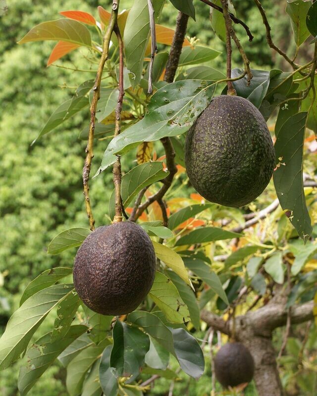 Avocado Persea americana