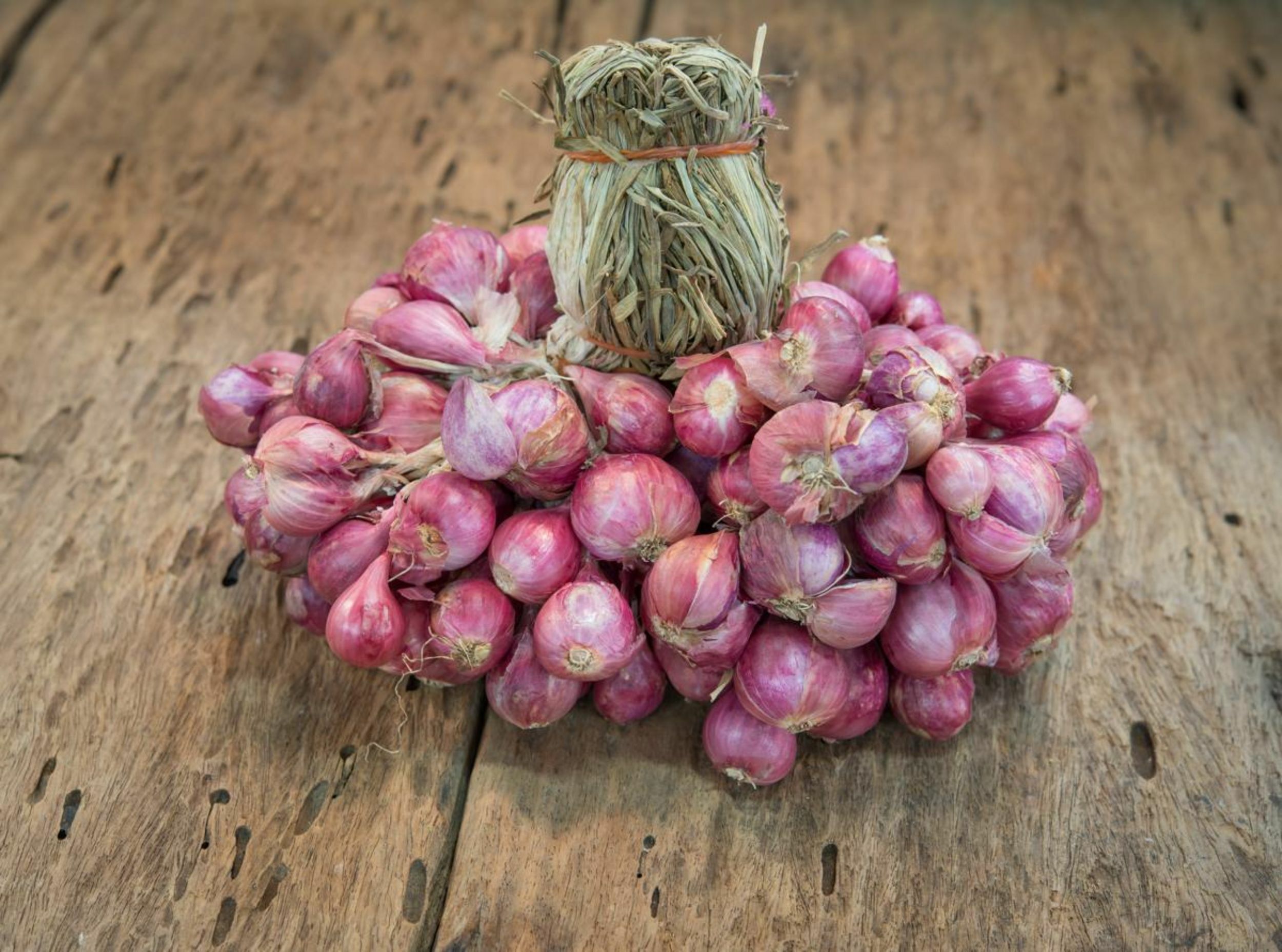 Onion Boott