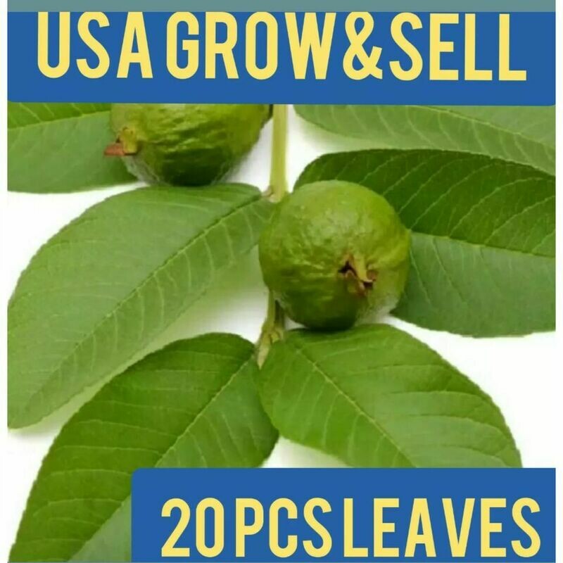 GUAVA Psidium guajava