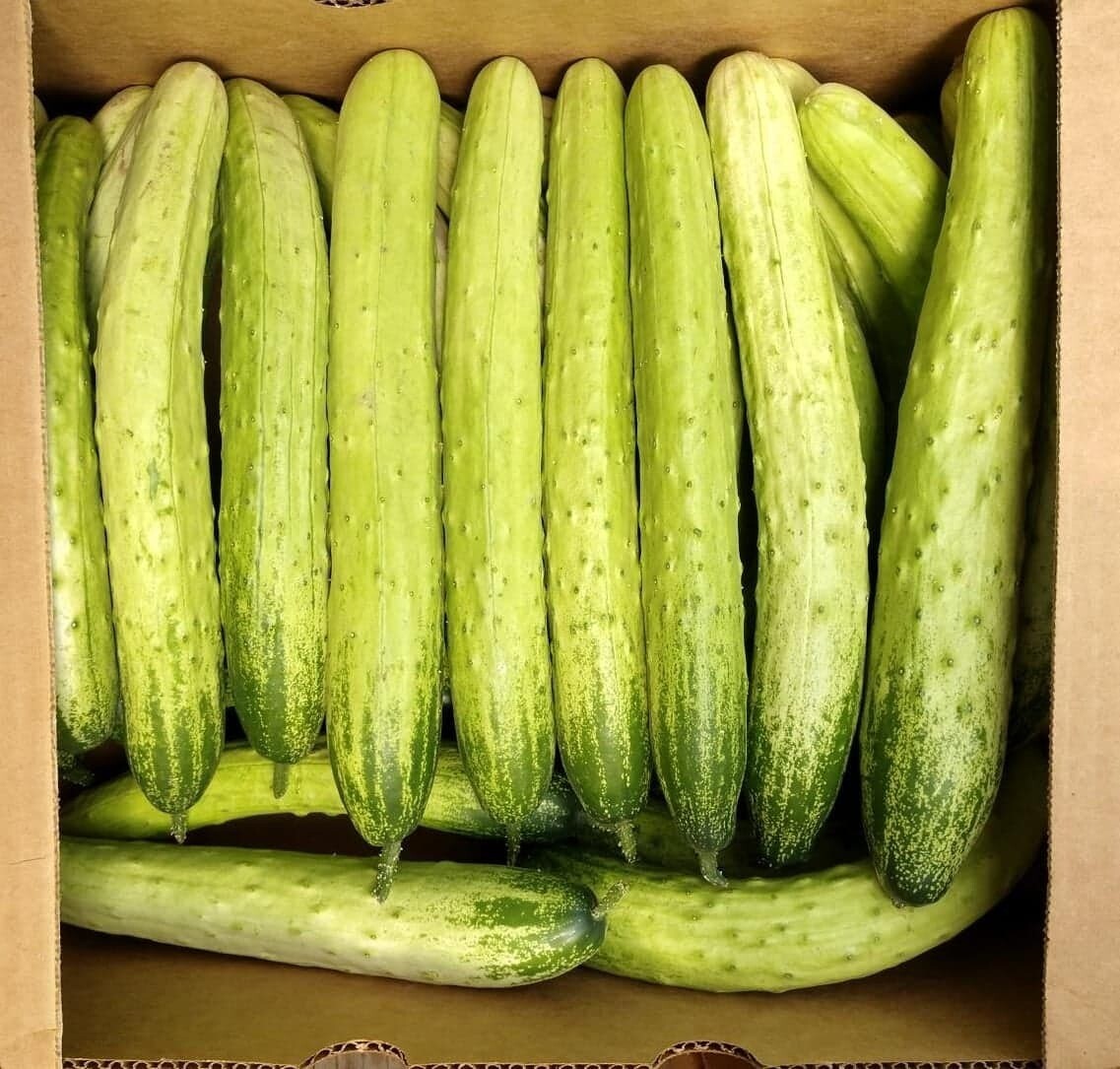 Korean Cucumber Seeds pack