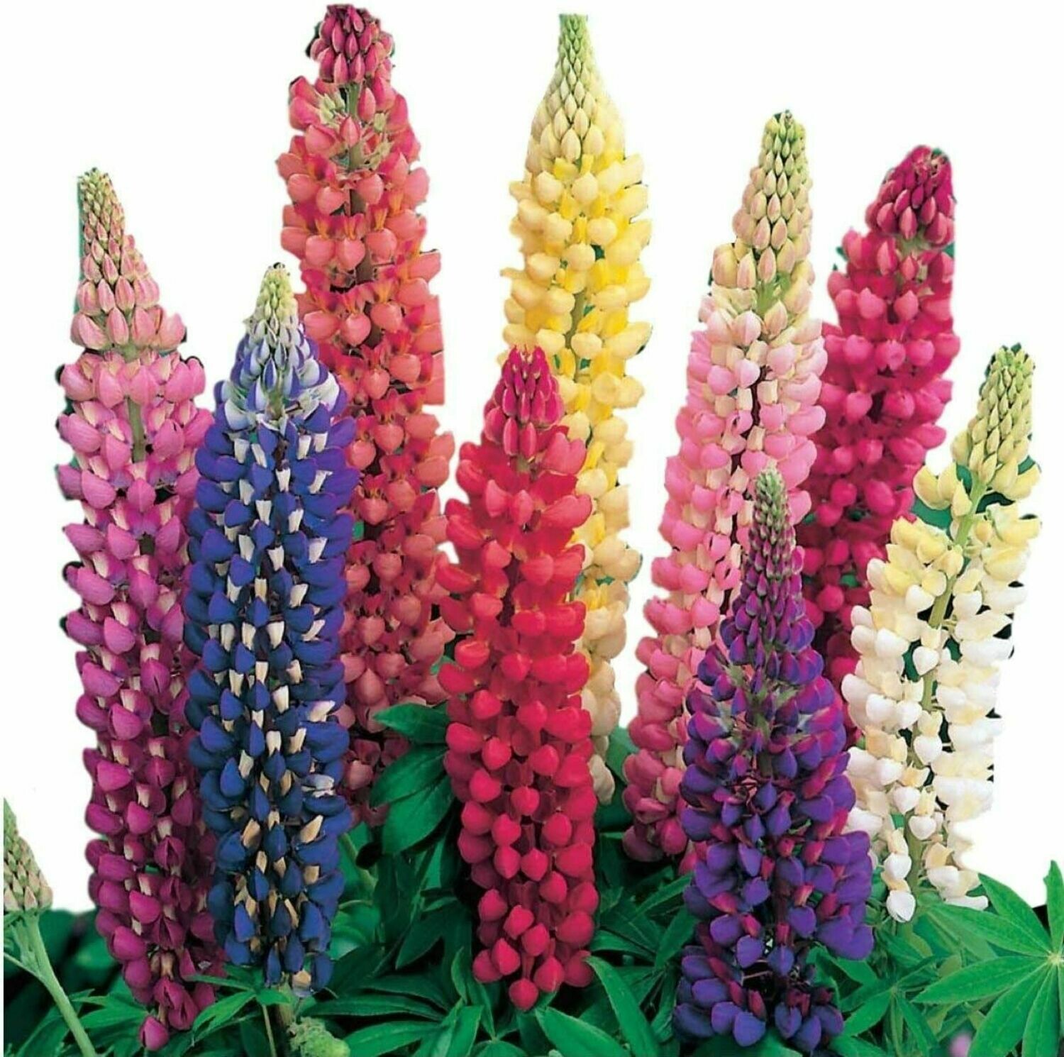Mixed Colors RUSSELL LUPINE seeds